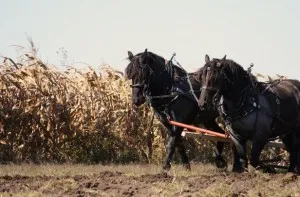 Романтични разходки, конна туристически клуб (с автобуси) Романтични разходки, конна тур.клуб