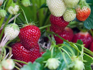 Garden ягодови - засаждане и грижи Фото ягоди, растящи ягоди - описание на събирането на реколтата и