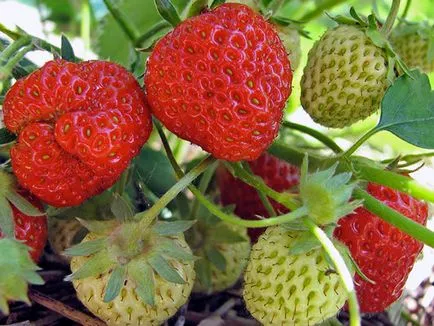 Garden ягодови - засаждане и грижи Фото ягоди, растящи ягоди - описание на събирането на реколтата и