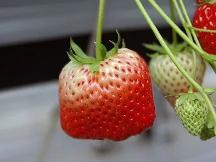 Garden ягодови - засаждане и грижи Фото ягоди, растящи ягоди - описание на събирането на реколтата и