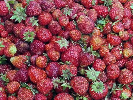 Garden ягодови - засаждане и грижи Фото ягоди, растящи ягоди - описание на събирането на реколтата и
