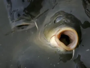 Carp къде да търсите и как да се хване добър шаран