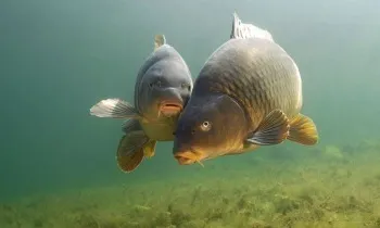 Carp описание риба, снимки, видео