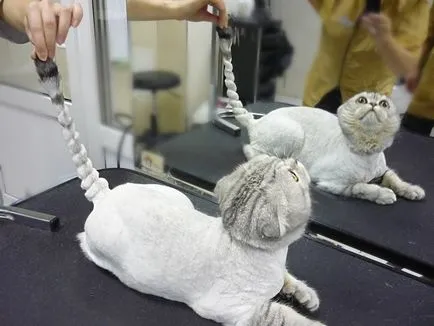 почистване Cat Salon Cat