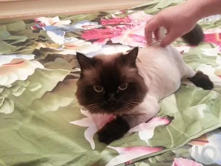 почистване Cat Salon Cat