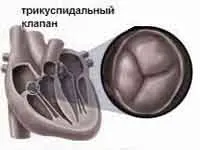 Сърце - как работи