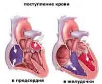 Сърце - как работи