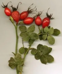 Sage - полезни свойства, не се считат (свойства) Sage - полезни свойства, не се считат