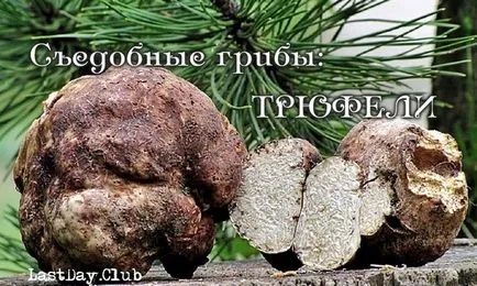 Ядливи гъби трюфели