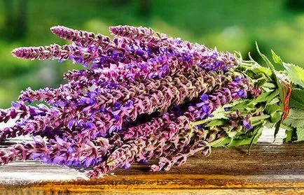 Sage от гърлото като пивоварната и изплакване