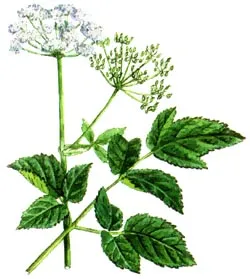 Goutweed - или плевели 100 заболявания панацея
