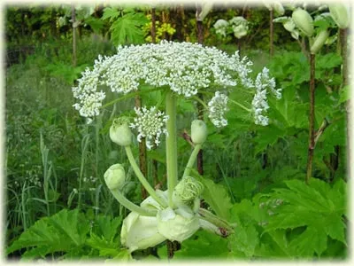 Трева Goutweed полезни свойства, снимки, рецепти (трева) Трева Goutweed полезни свойства, снимки, рецепти