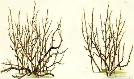 Currant засаждане, отглеждане, торене и грижи
