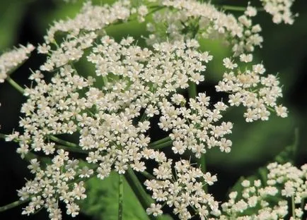 Goutweed (снимка 50) прилича на растение, лечебни свойства на шотландците