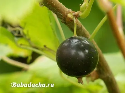 Касис за хранене и поене, давайки