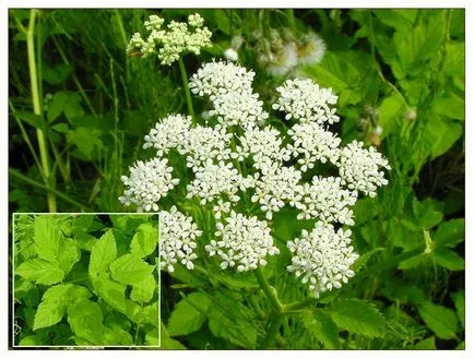 Goutweed полезни свойства, Здраве ABC (захранване) Goutweed полезни свойства, ABC Здраве