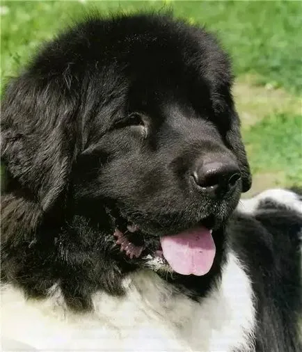 Куче водолаз, ревюта и снимки (снимка Dog) Куче водолаз, ревюта и снимки