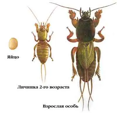 Начини за справяне с Medvedkov