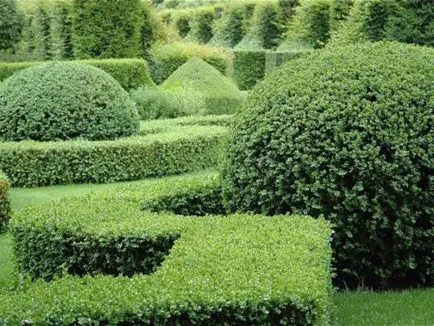 Създаване Topiary как да се направи дървета на щастието