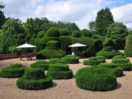 Създаване Topiary как да се направи дървета на щастието