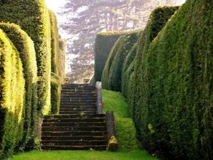 Създаване Topiary как да се направи дървета на щастието