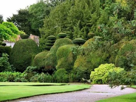 Създаване Topiary как да се направи дървета на щастието