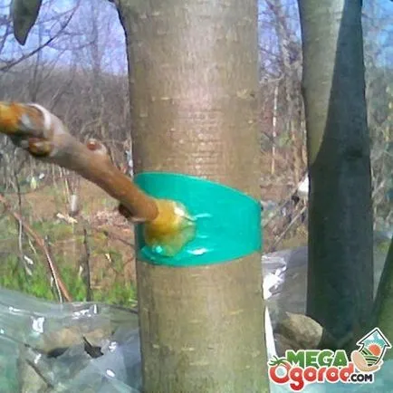 Съвети градинари как да внуши круша