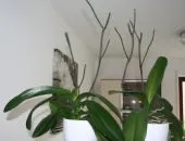 Hogyan transzplantáció Babe orchidea otthon milyen a növény orchideák folyamat, video