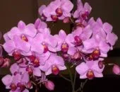 Hogyan transzplantáció Babe orchidea otthon milyen a növény orchideák folyamat, video