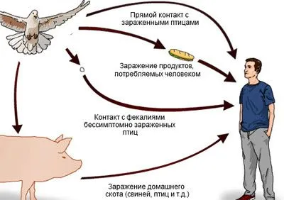 Hogyan szalmonella fertőzés emberről emberre terjedő útvonal