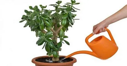 Hogyan átültetni a pénz fa az otthoni szerint a Hold naptár, téli, őszi, talaj, (transzplantációs) Hogyan átültetni a pénz fa az otthoni szerint a Hold naptár, téli, őszi, a talaj,