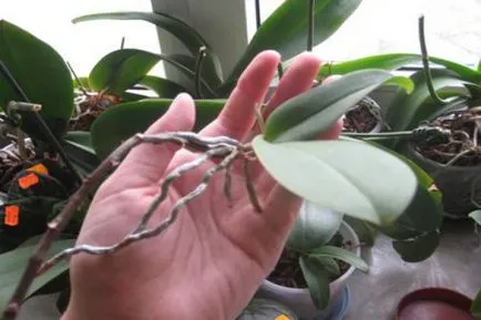 Hogyan transzplantáció Babe orchidea otthon milyen a növény orchideák folyamat, video