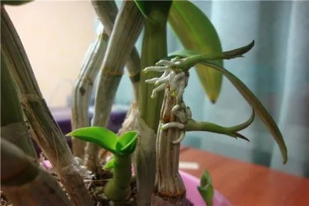 Hogyan transzplantáció Babe orchidea otthon milyen a növény orchideák folyamat, video