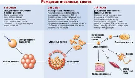 Използване на човешки стволови клетки от пъпна връв кръв терапия със стволови клетки (човешки) Използване на човешки стволови клетки от пъпна терапия кръв от пъпна връв стволови клетки