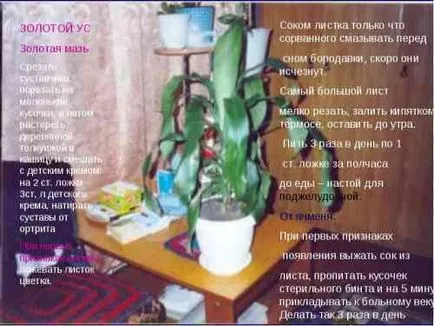 Jade листата пожълтяват