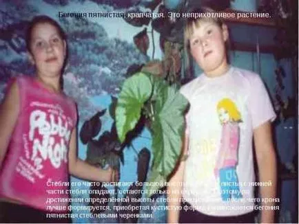 Jade листата пожълтяват