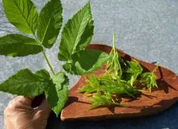 Grass Goutweed 1