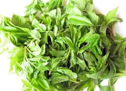 Grass Goutweed 1