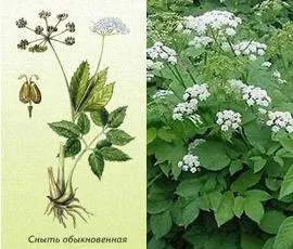 Трева земята бъз снимки, полезни свойства, лечение