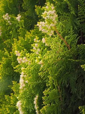 Arborvitae расте от семена у дома в саксия Arborvitae расте от семена у дома в саксия
