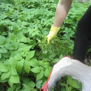 Трева Goutweed изглежда, това, което е полезно и където расте, видео, приложни методи в храните