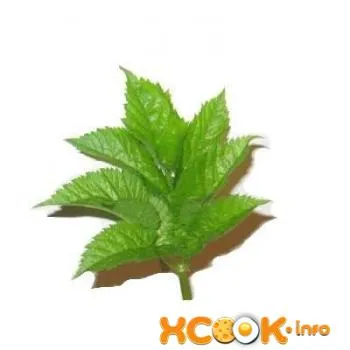 Трева Goutweed - описанието със снимки; Свойства и приложения; рецепти с Goutweed