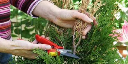 Thuja - засаждане и грижи в открито поле Thuja - засаждане и грижи в открито поле