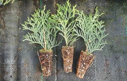 Thuja - засаждане и грижи в отворен земята (почвата) Thuja - засаждане и грижи в открито поле