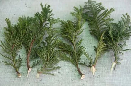 Thuja стая, за да се развива като храст в дома