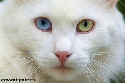 Турска ангора котка