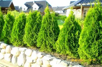 Thuja засаждане и грижи и размножаване