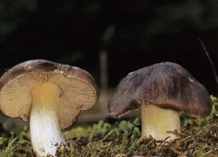 Tuber кокиче