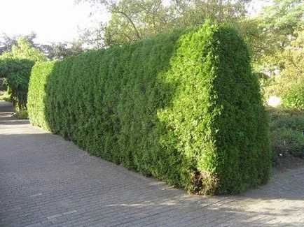 Thuja засаждане и грижи и размножаване