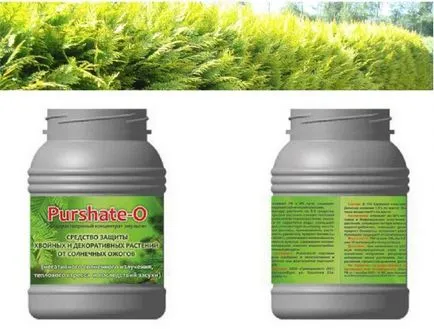 Туя засаждане, грижи през зимата, защо има жълти игли на Arborvitae реанимация иглолистни наркотици purshat-о снимка